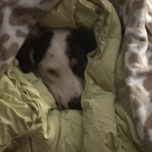 Meet your Posher, Piper